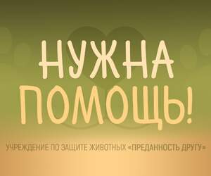 Аккаунт защиты животных в Пинске заблокирован в Instagram - финансирование лечения под угрозой